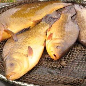 Coarse & Carp Fishing Complete Terminal Kit
