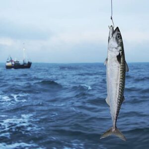 Bass/Mackerel Lure Fishing Kit - Boat